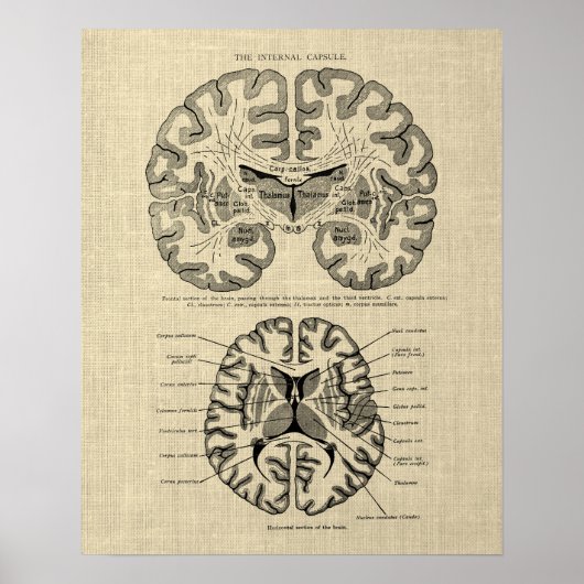 Gehirnanatomie Nr. 9 mit Cream Background Poster (Vorne)
