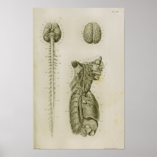 Gehirnspinalkord Nerves Anatomie drucken Poster (Vorne)