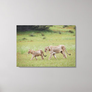 Gehlioness mit Sträuchern, Löwen, Panthera leo, Leinwanddruck