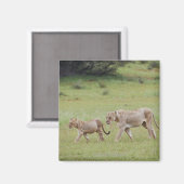 Gehlioness mit Sträuchern, Löwen, Panthera leo, Magnet (Vorderseite/Rückseite)