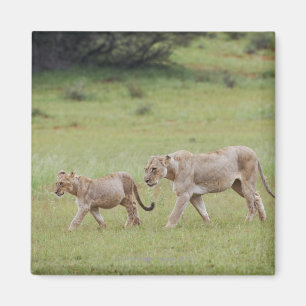 Gehlioness mit Sträuchern, Löwen, Panthera leo, Magnet
