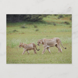 Gehlioness mit Sträuchern, Löwen, Panthera leo, Postkarte