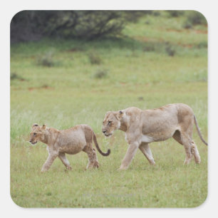 Gehlioness mit Sträuchern, Löwen, Panthera leo, Quadratischer Aufkleber