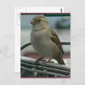 Gehobene Liebe: Cart Bird Postkarte (Vorne/Hinten)