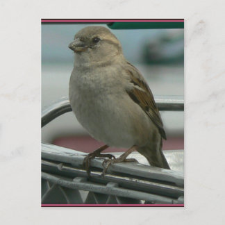 Gehobene Liebe: Cart Bird Postkarte