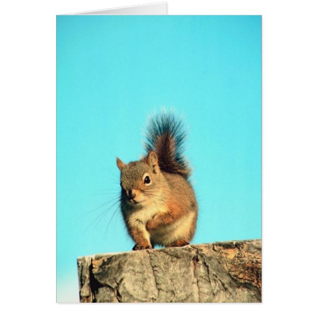 Gehocktes Eichhörnchen (Vorne)
