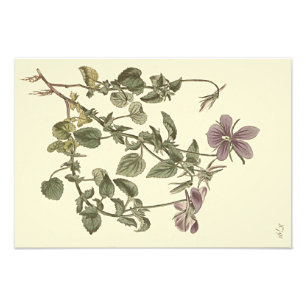 Gehörnte Veilchen-Botanische Illustration Fotodruck