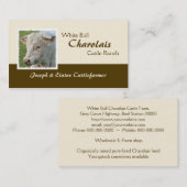 Gehörntes Charolaisstier-Foto Visitenkarte (Vorne/Hinten)