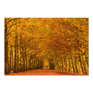 Gehweg durch den Wald im Herbst Fotodruck