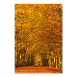 Gehweg durch den Wald im Herbst Fotodruck
