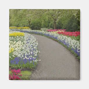 Gehweg durch Tulpen und Narzissen, 2 Magnet