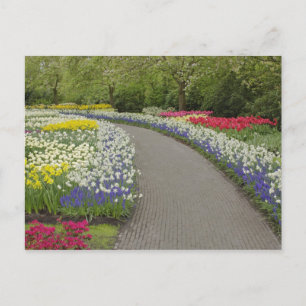 Gehweg durch Tulpen und Narzissen, 2 Postkarte