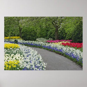 Gehweg durch Tulpen und Narzissen, Poster