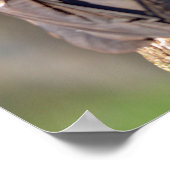 Geier der Türkei auf Stamm Poster (Ecke)