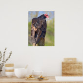 Geier der Türkei auf Stamm Poster (Küche)