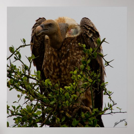Geier Poster (Vorne)