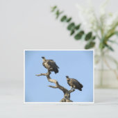 Geier Postkarte (Stehend Vorderseite)