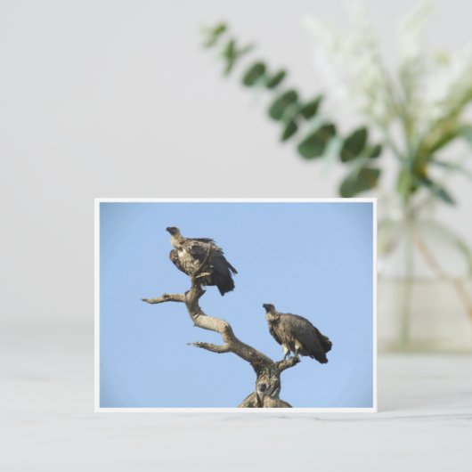 Geier Postkarte (Stehend Vorderseite)