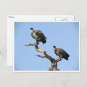 Geier Postkarte (Vorne/Hinten)