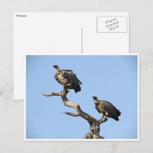 Geier Postkarte (Vorne/Hinten)