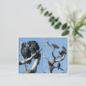 Geier Postkarte (Stehend Vorderseite)