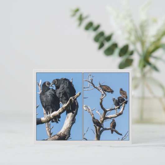 Geier Postkarte (Stehend Vorderseite)