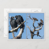 Geier Postkarte (Vorne/Hinten)