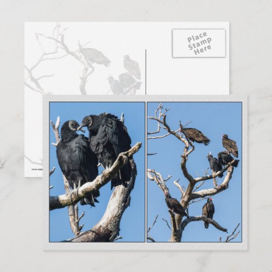 Geier Postkarte (Vorne/Hinten)