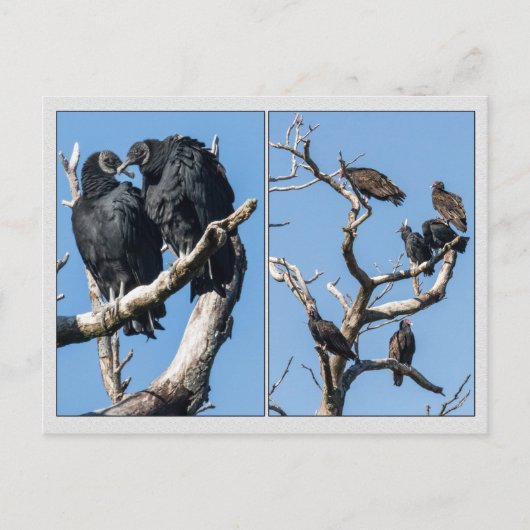 Geier Postkarte (Vorderseite)