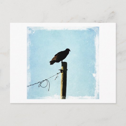 Geier Postkarte (Vorderseite)