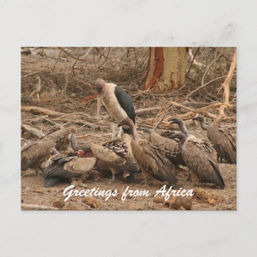 Geier Postkarte (Vorderseite)