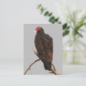 Geier Postkarte (Stehend Vorderseite)