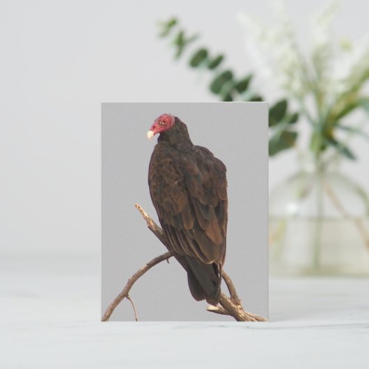 Geier Postkarte (Stehend Vorderseite)