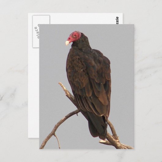 Geier Postkarte (Vorne/Hinten)