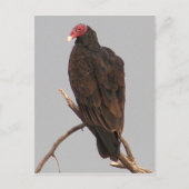 Geier Postkarte (Vorderseite)