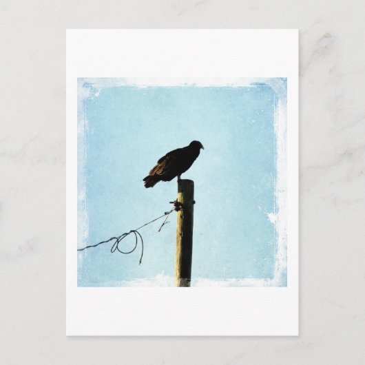 Geier Postkarte (Vorderseite)