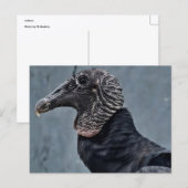 Geier Postkarte (Vorne/Hinten)