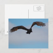 Geier Postkarte (Vorne/Hinten)