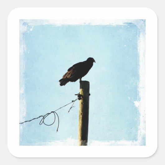 Geier Quadratischer Aufkleber (Vorderseite)