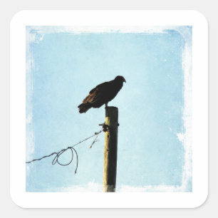Geier Quadratischer Aufkleber