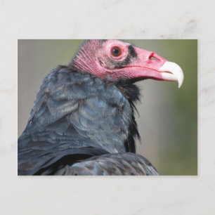 Geier-Vogel-Raptor-Rotes Gesicht Postkarte