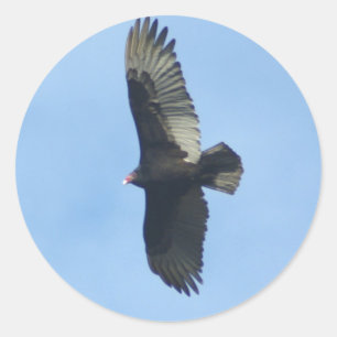 Geier-Vogelkunde Runder Aufkleber