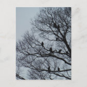 Geierfahndung im Winterbaum Postkarte (Vorderseite)