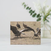 Geierkampf Postkarte (Stehend Vorderseite)