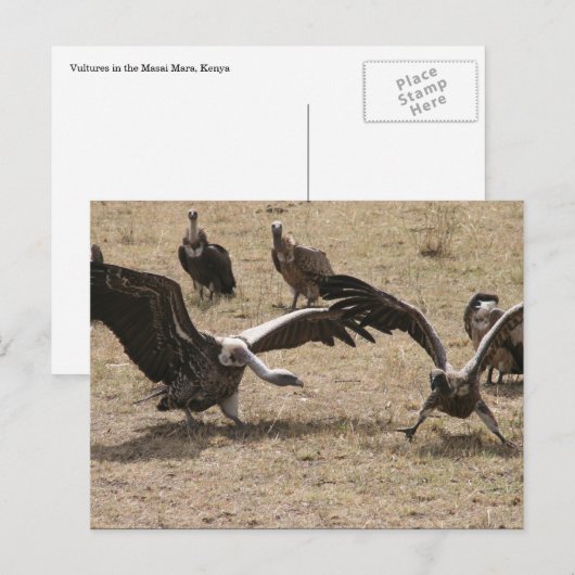 Geierkampf Postkarte (Vorne/Hinten)