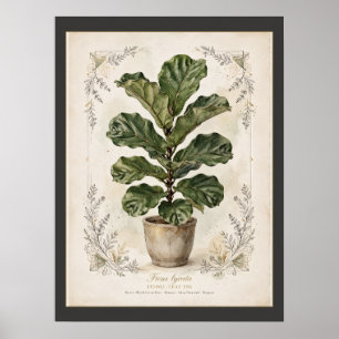 Geigen-Feige Vintage-Botanikposter mit Passepartou Poster