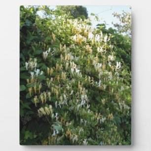 Geißblatt an einer Wand Fotoplatte