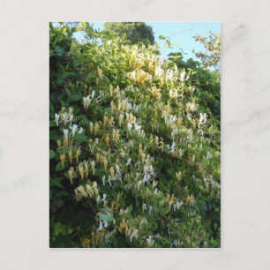 Geißblatt an einer Wand Postkarte