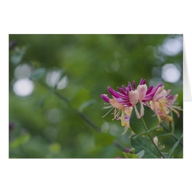 Geißblatt-Touch (Vorderseite (Horizontal))