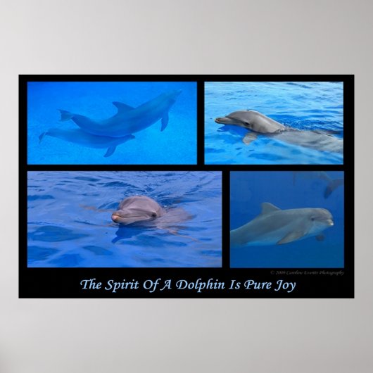 Geist der Dolphin Poster (Vorne)